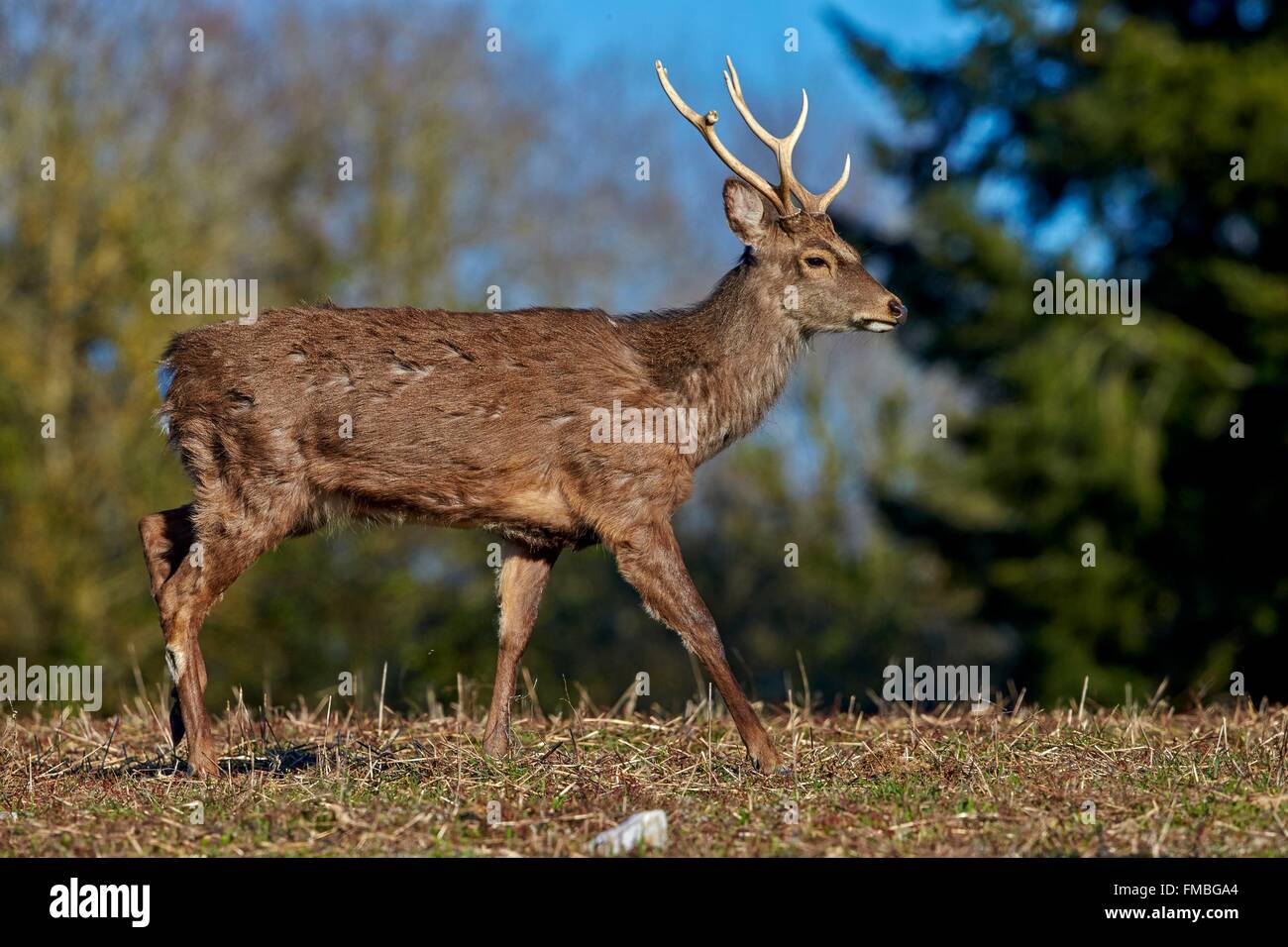 France, Haute Saone, Private park, Sika Deer (Cervus nippon), stag
