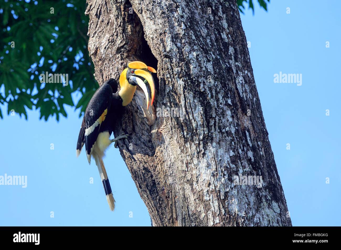 India, Tamil Nadu state, Anaimalai Mountain Range ( Nilgiri hills), Great hornbill (Buceros bicornis) also known as the great Stock Photo