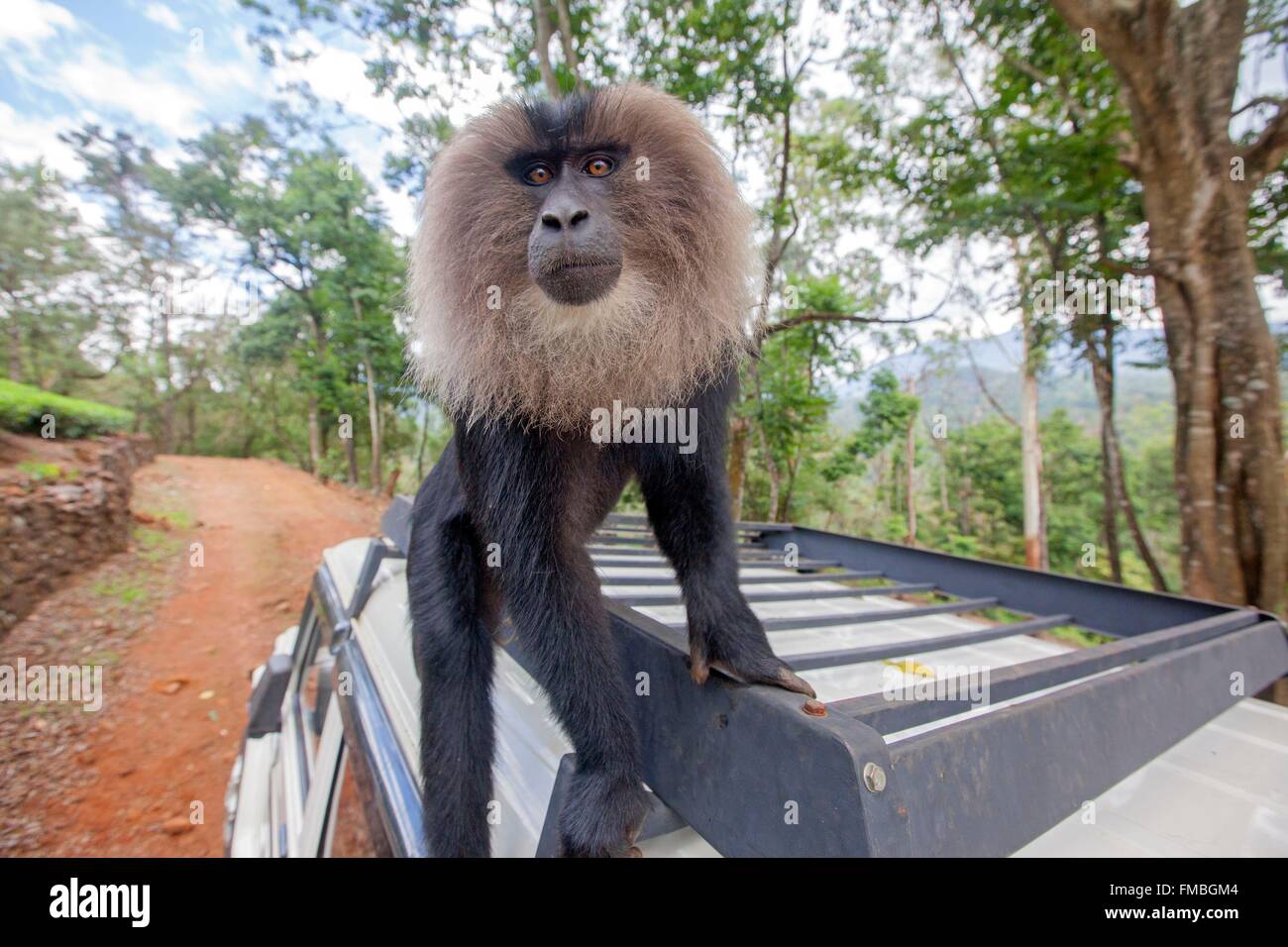 India, Tamil Nadu state, Anaimalai Mountain Range ( Nilgiri hills), Lion-tailed  macaque (Macaca silenus), or the Wanderoo, The Stock Photo - Alamy