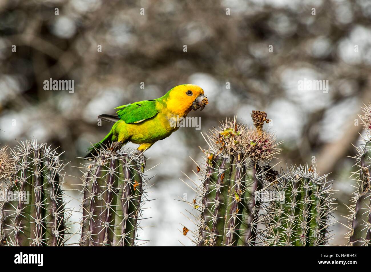 Dutch West Indies, Bonaire island, Brown-throated Parakeet (Eupsittula pertinax) on a hedge of cactus Stock Photo
