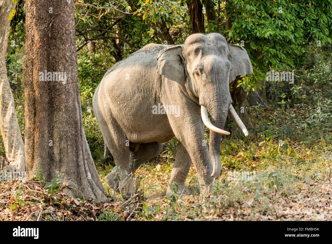 India, Assam, Kaziranga national park, listed as World Heritage by UNESCO, asian elephant (Elephas maximus), male Stock Photo