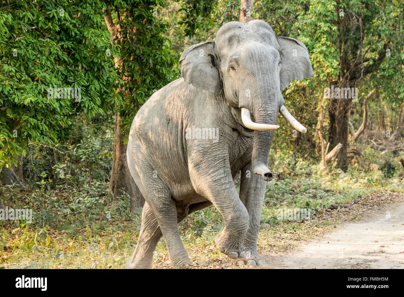 India, Assam, Kaziranga national park, listed as World Heritage by UNESCO, asian elephant (Elephas maximus), mâle Stock Photo