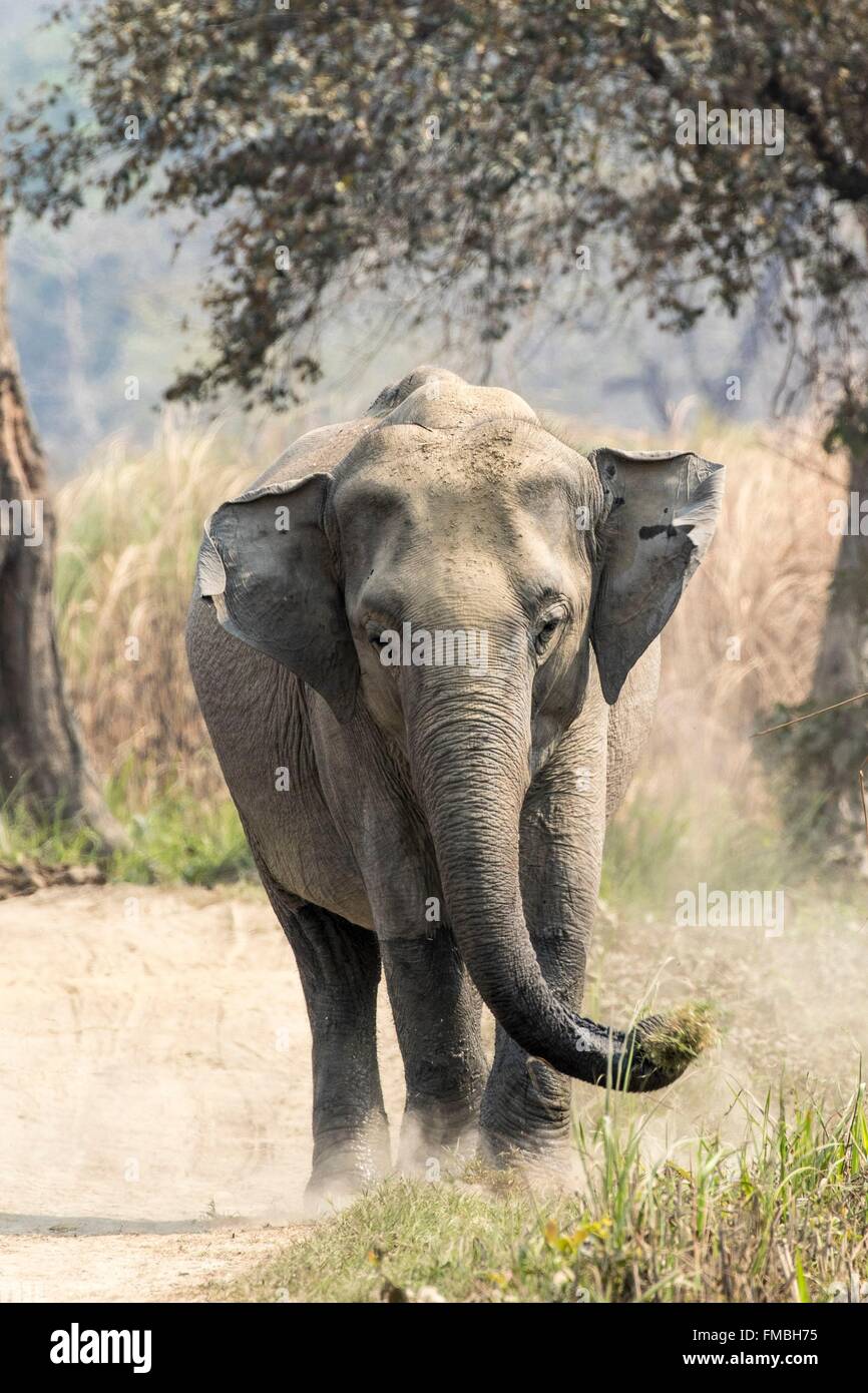 India, Assam, Kaziranga national park, listed as World Heritage by UNESCO, asian elephant (Elephas maximus), female Stock Photo