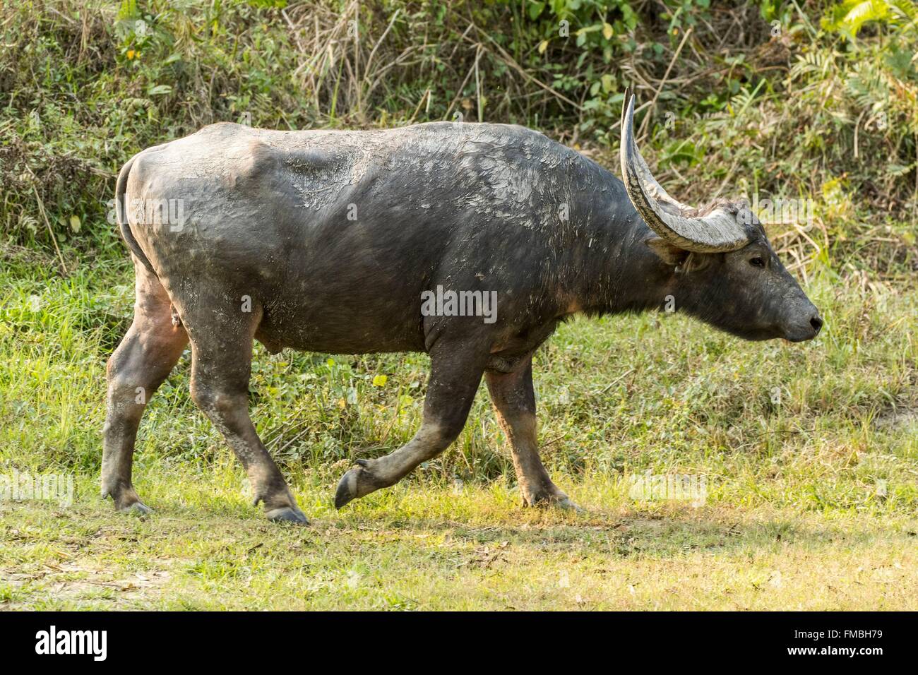 India, Assam, Kaziranga national park, listed as World Heritage by UNESCO, indian buffalo (Bubalus arnee), male Stock Photo