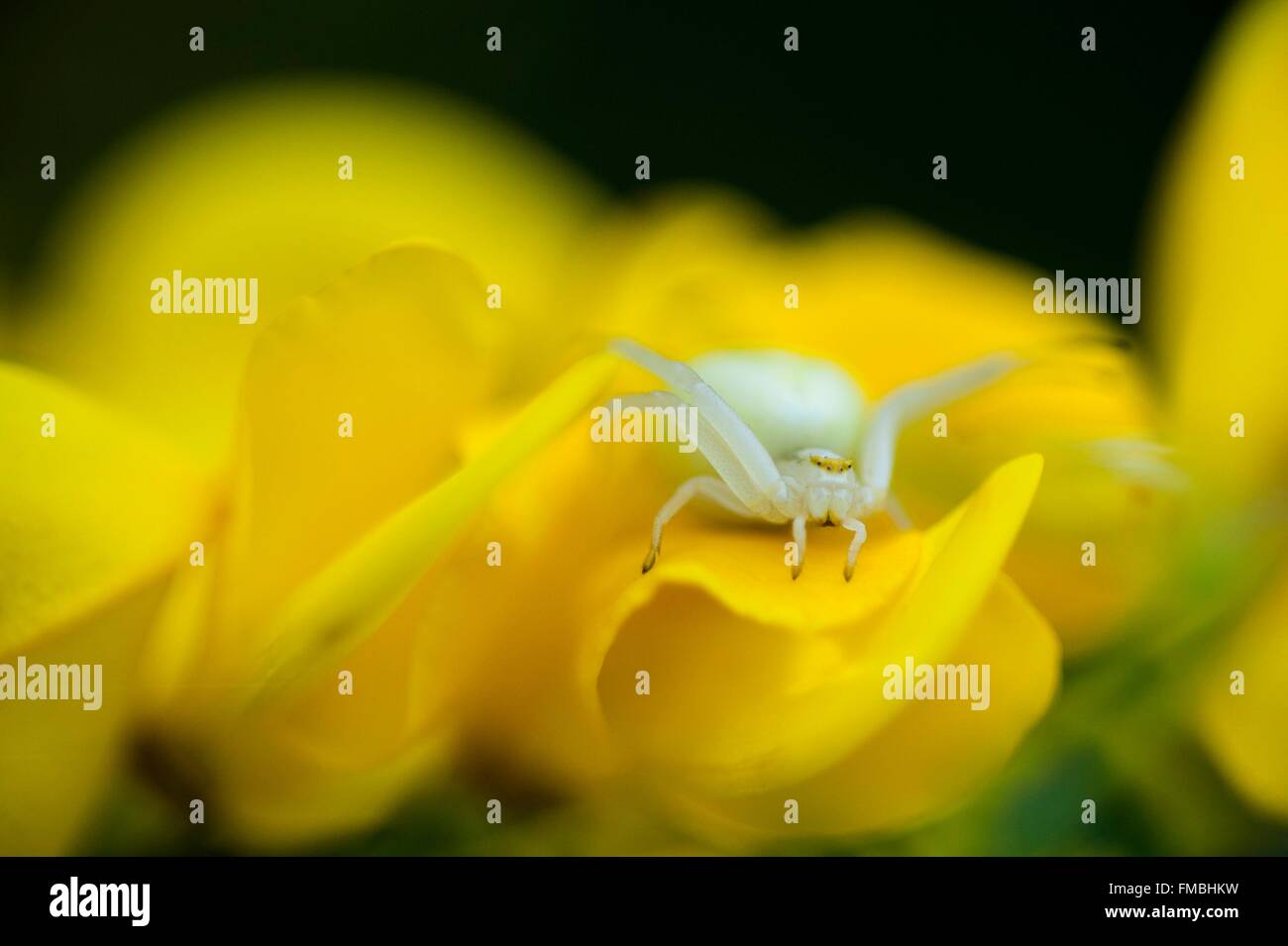 France, Loire, crab spider, Thomisidae, (Misumena vatia) in broom tree