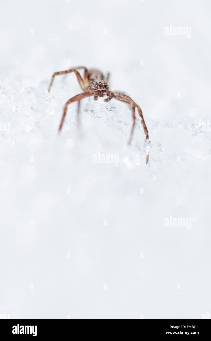 France, Isere, crab spider, Thomisidae Stock Photo Alamy