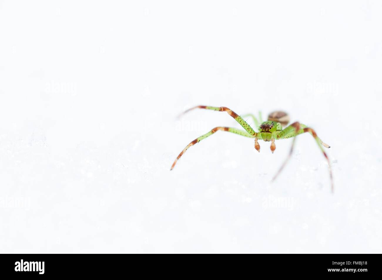 France, Isere, crab spider, Thomisidae, (Diaea dorsata Stock Photo Alamy