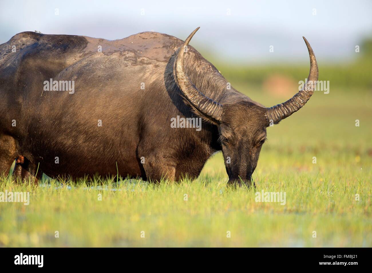 Thailand, Water Buffalo (water buffalo), eating Stock Photo