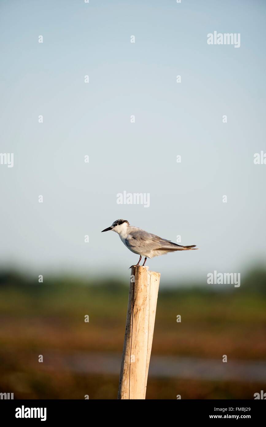 Whiskered Tern (Chlidonias hybrida) Stock Photo