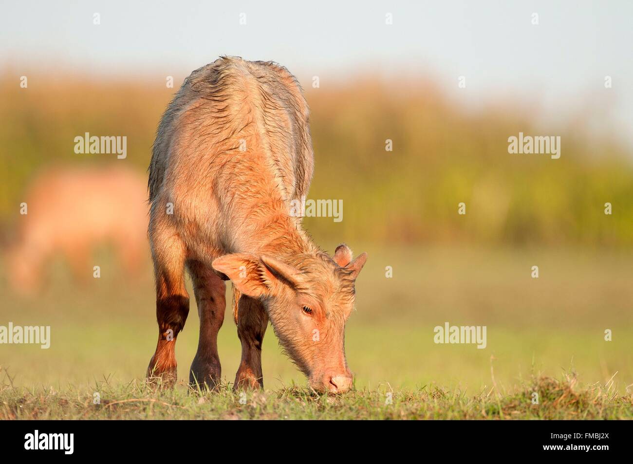 Thailand, Water Buffalo (water buffalo) Stock Photo