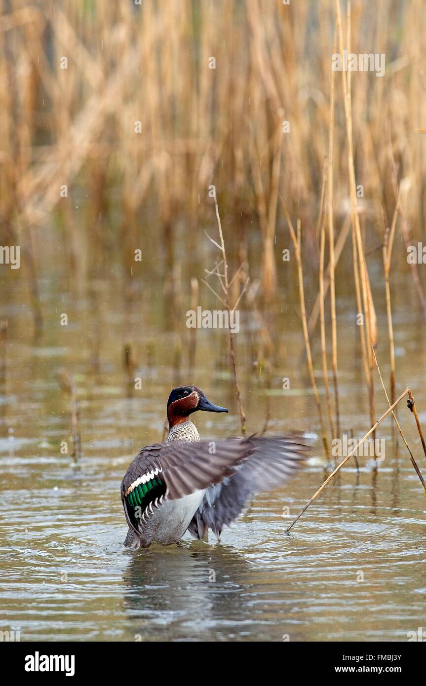 Teal (Anas crecca) Stock Photo