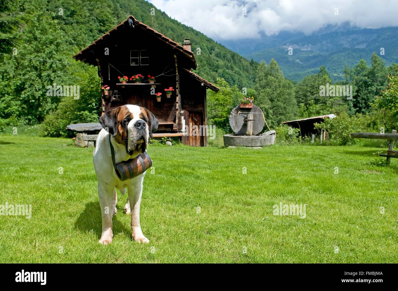 Saint Bernard Shorthaired Canis Familiaris Stock Photo 98601114