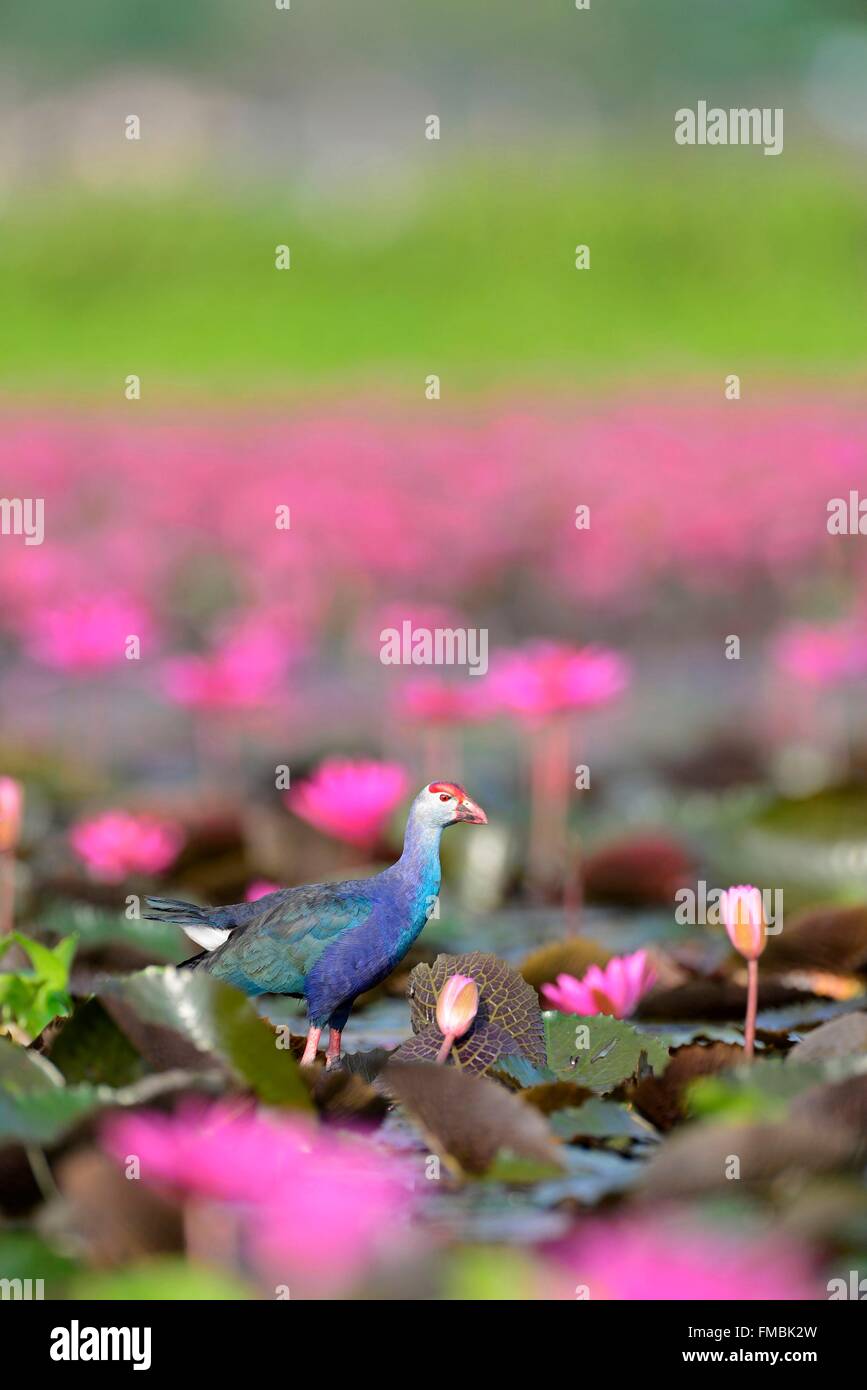 Thailand, Purple Gallinule (Porphyrio Porphyrio poliocephalus) Stock Photo