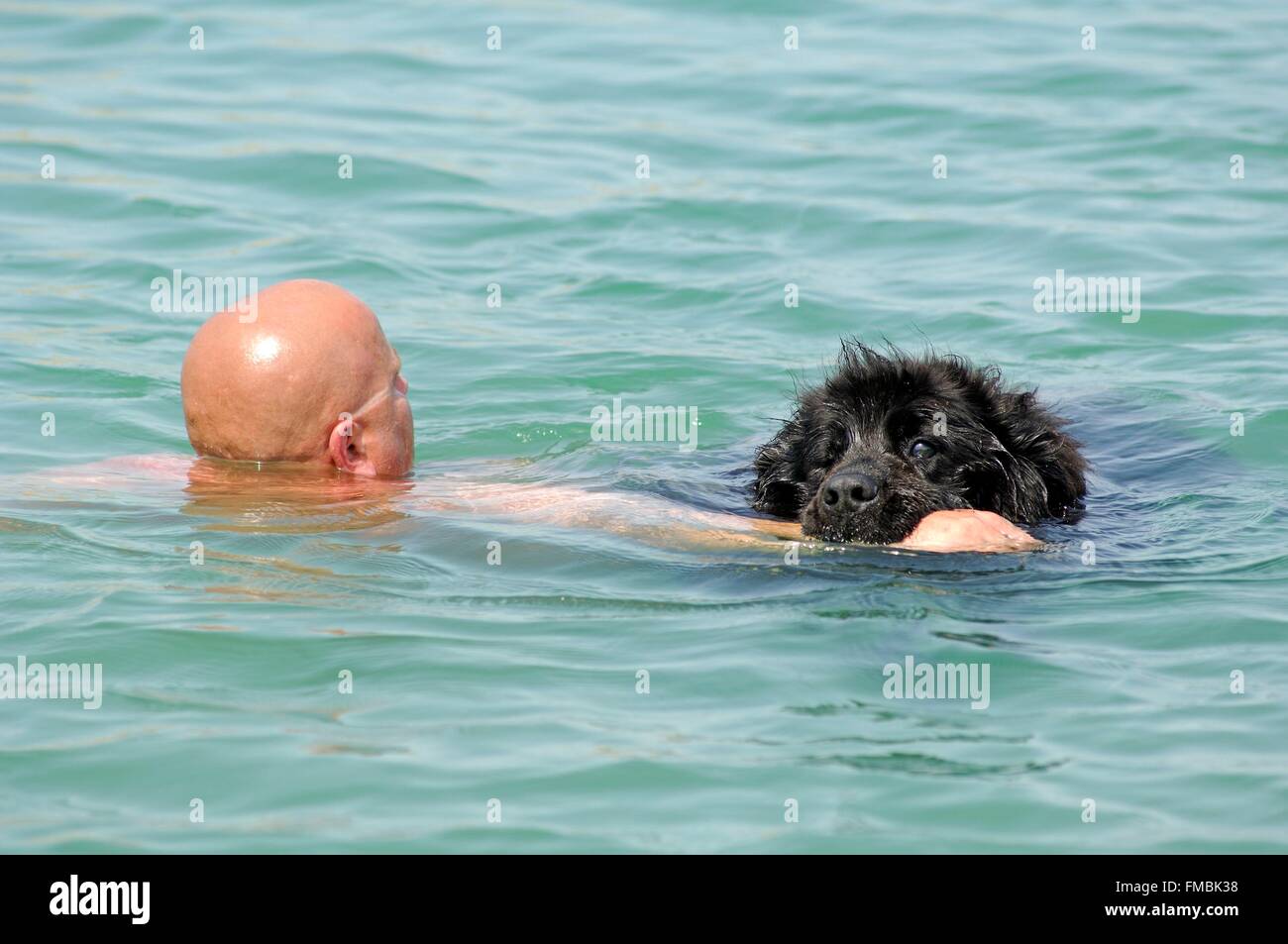 Newfoundland (Canis familiaris), Swimming, Rescue Stock Photo