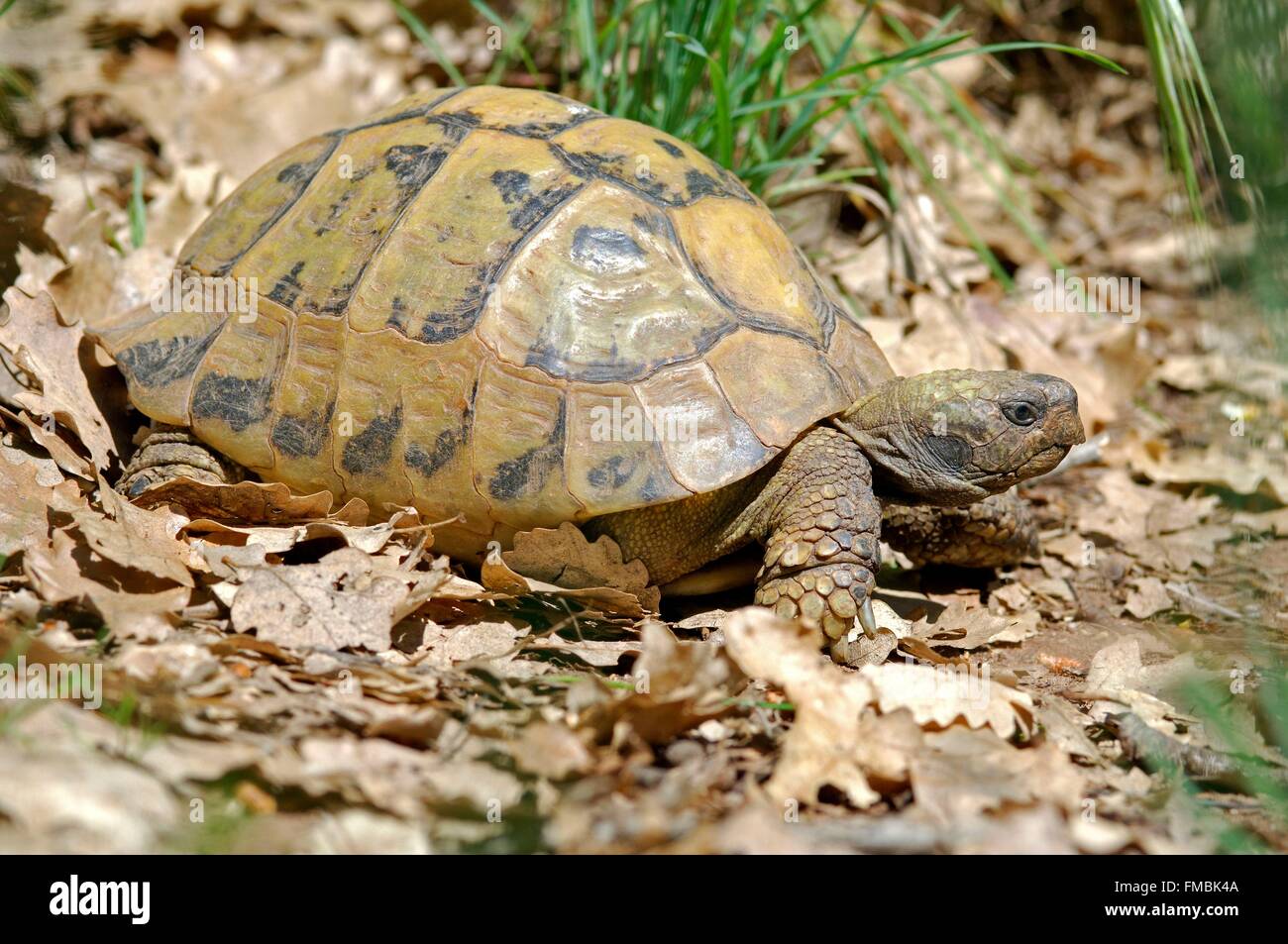 Hermani Hermani High Resolution Stock Photography And Images Alamy