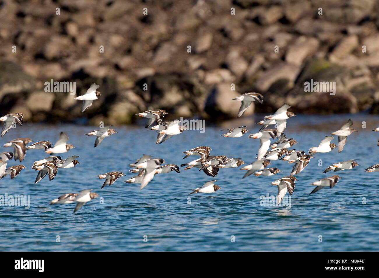 Ruddy Turnstone (Arenaria interpres) in flight Stock Photo