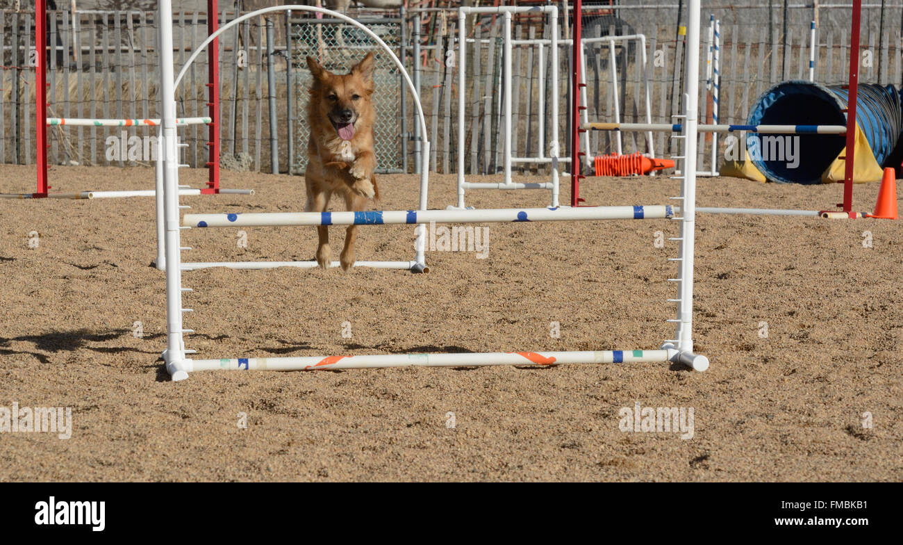 How High Should My Dog Jump In Agility