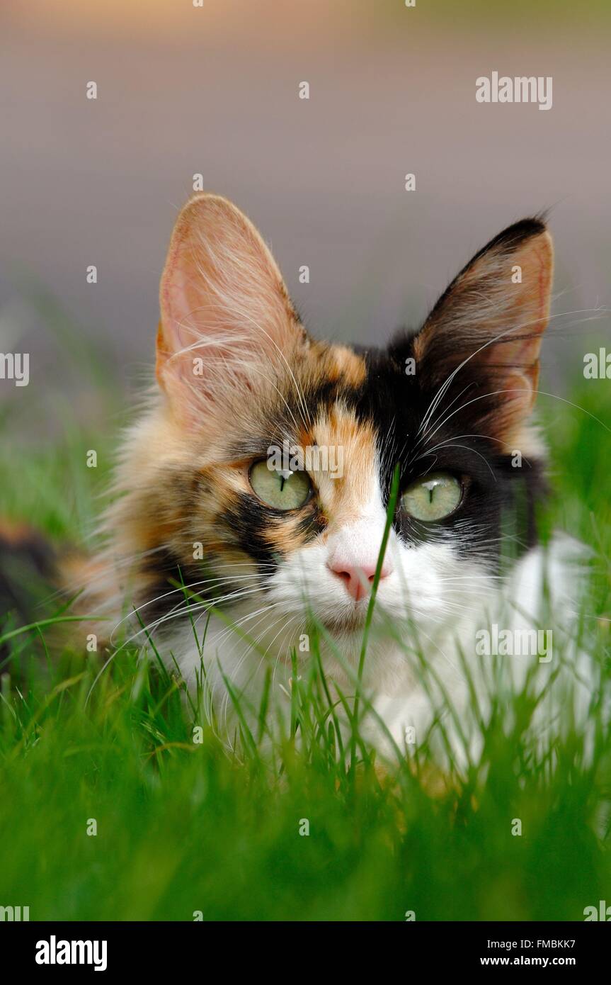 Cat (Felis silvestris catus), Turkish Angora Stock Photo