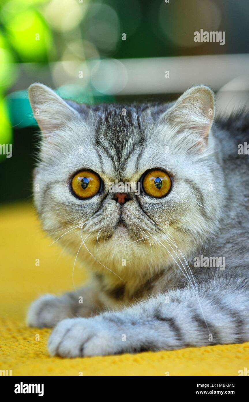 Cat Felis Silvestris Catus Exotic Shorthair Stock Photo Alamy