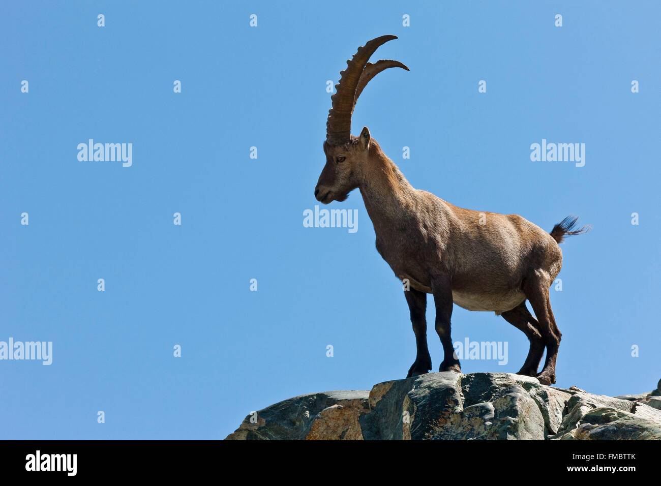Switzerland, Valais Canton, Ibex (Capra ibex) Stock Photo