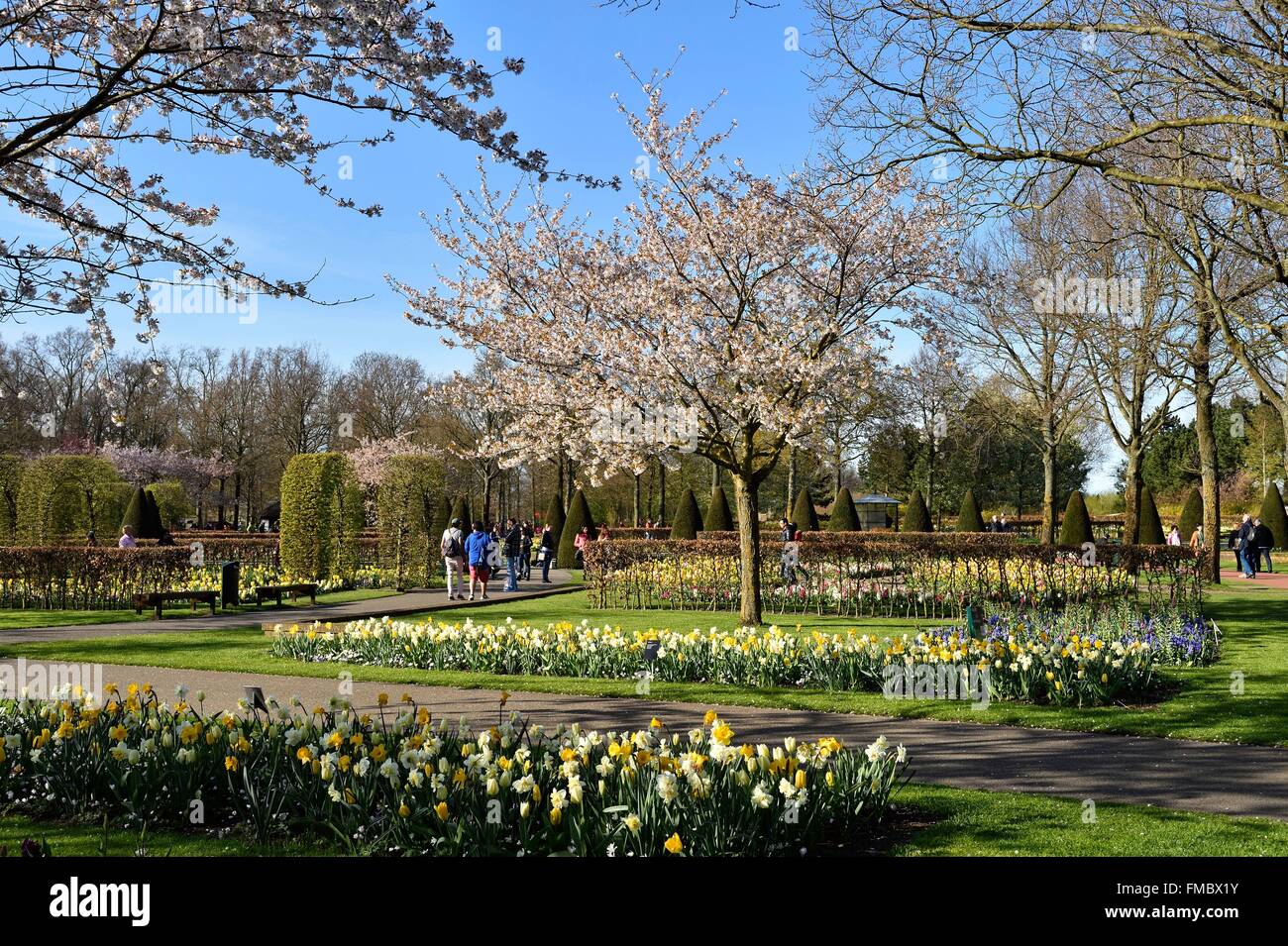 Netherlands, Southern Holland Province, Lisse, floral park of Keukenhof Stock Photo