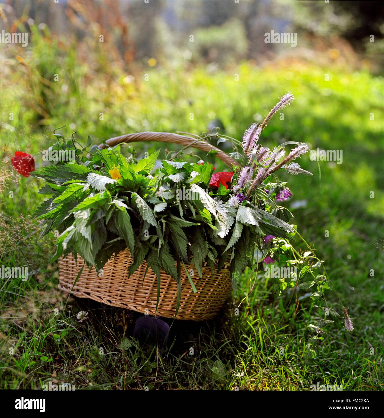 France, Basket of edible wild plants Stock Photo