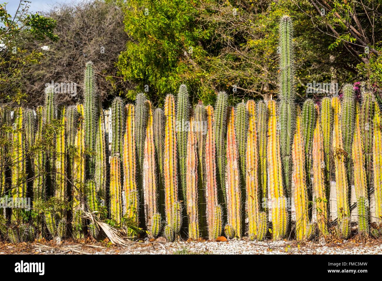 Dutch West Indies, Bonaire island, typical edge of cactus Stock Photo