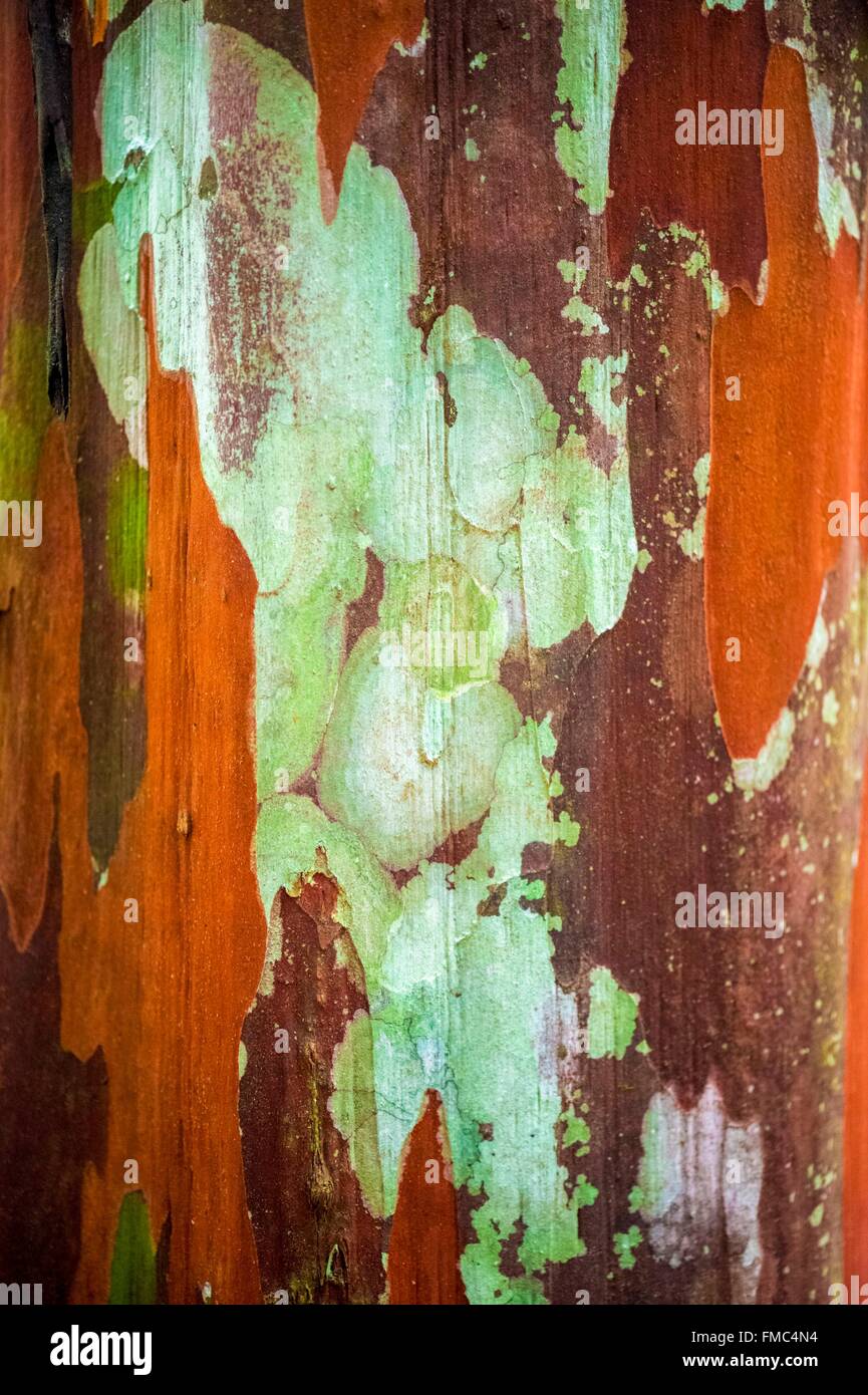 National tree of guyana hires stock photography and images Alamy