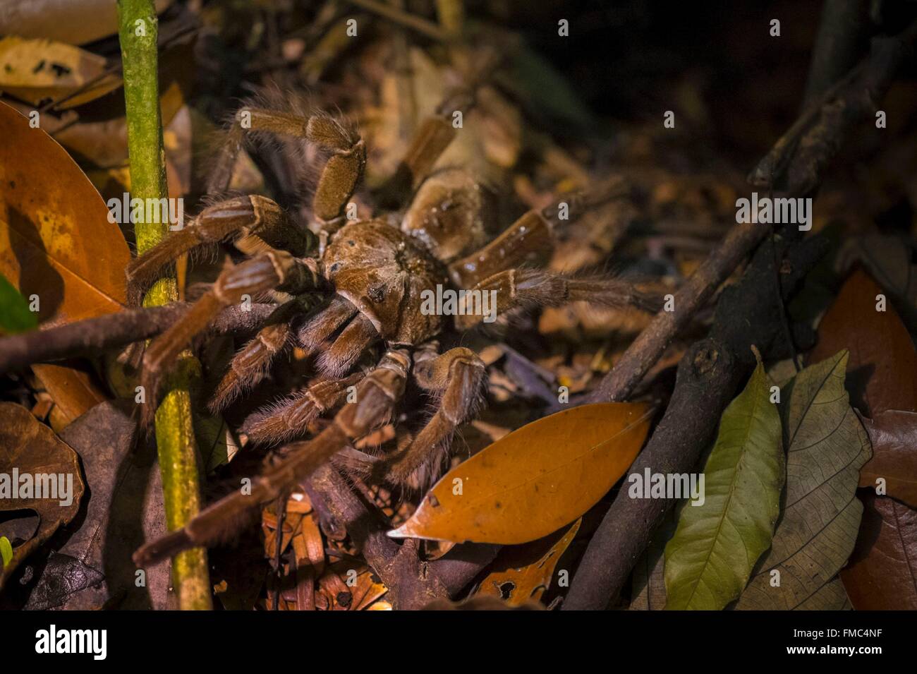 France, Guyana, French Guyana Amazonian Park, heart area, Camopi, tarantula Theraphosa blondi at the entrance to its burrow, on Stock Photo