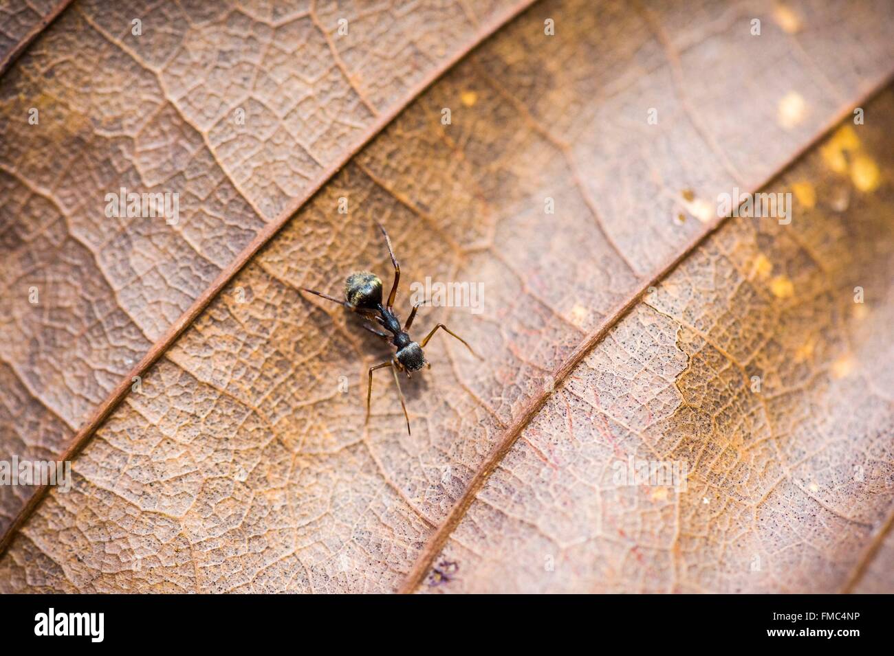 France, Guyana, French Guyana Amazonian Park, heart area, Camopi, this spider (Corinnidae family) imitates the ant to escape Stock Photo