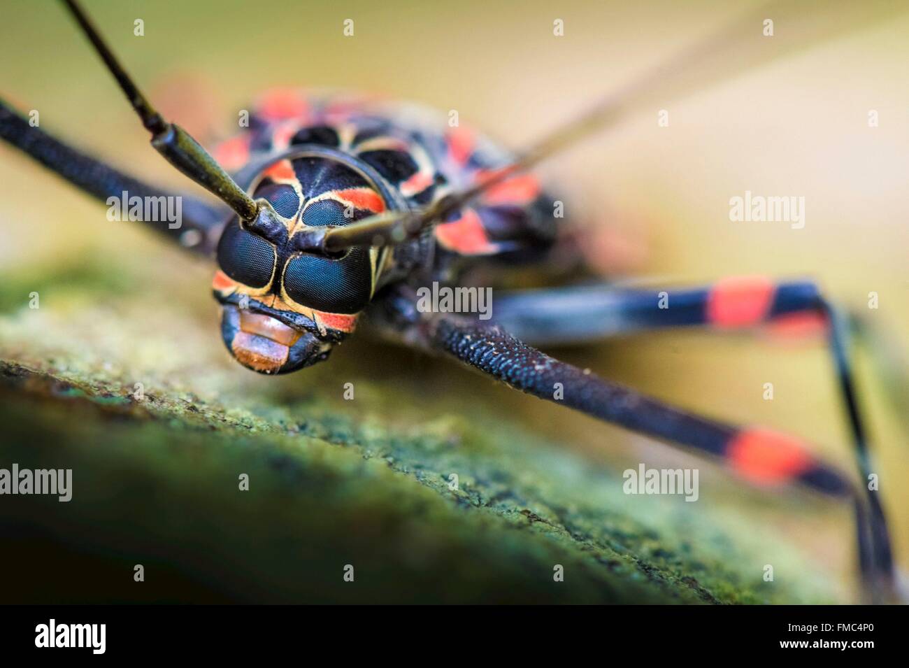 National tree of guyana hires stock photography and images Alamy