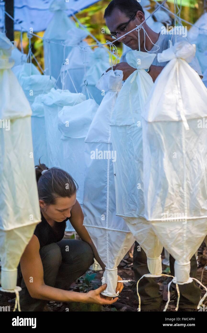 France, Guyana, French Guyana Amazonian Park, heart area, Camopi, 2 myrmecologues prepare their Winkler traps to study ants, Stock Photo