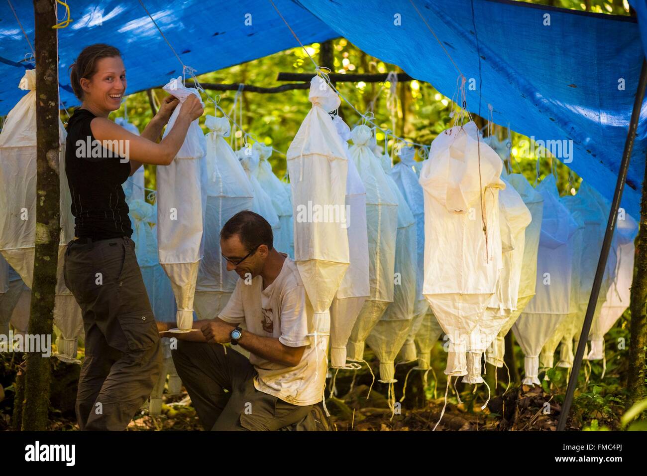 France, Guyana, French Guyana Amazonian Park, heart area, Camopi, 2 myrmecologues prepare their Winkler traps to study ants, Stock Photo