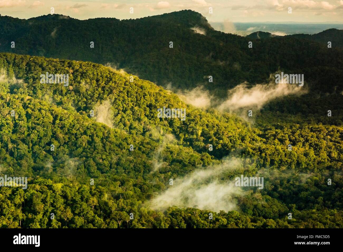 France, Guyana, French Guyana Amazonian Park, heart area, the evening
