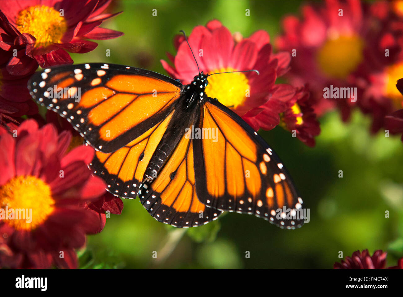 Monarch butterfly feeding on chrysanthemum flowers in colorful fall