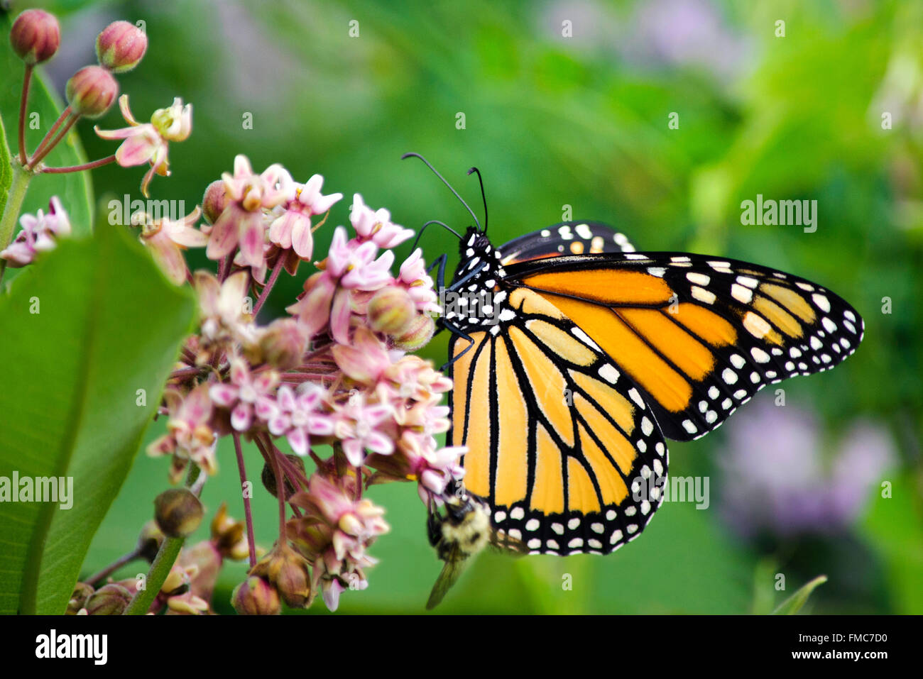 Monarch butterfly with wings closed feeding on milkweed flowers in summer garden. Stock Photo
