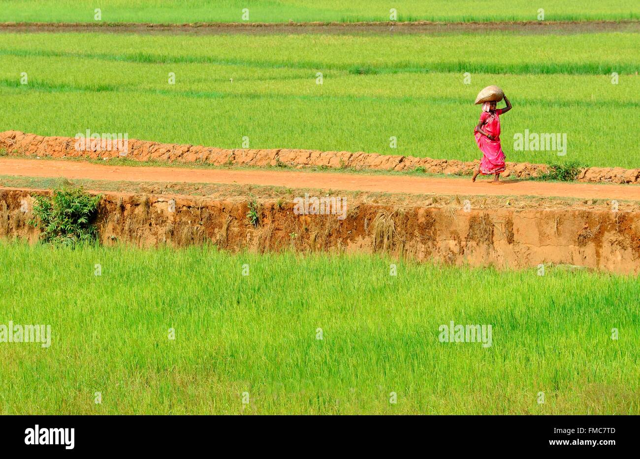 India, Odisha, a field between rice fields Stock Photo