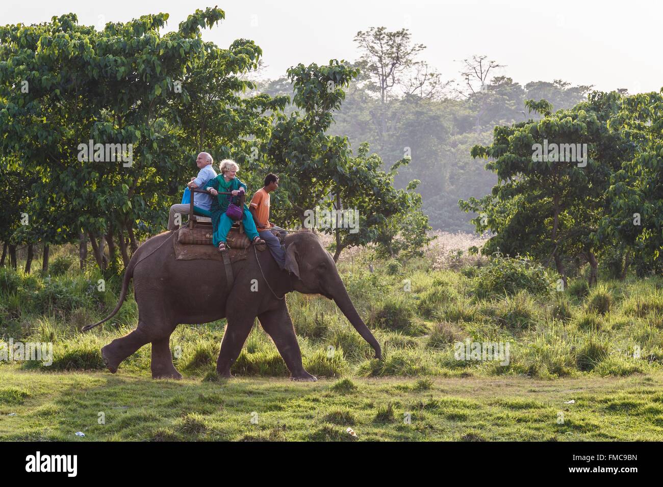 Nepal, Narayani zone, Sauraha, Chitwan national park listed as World Heritage by UNESCO, elephant ride Stock Photo