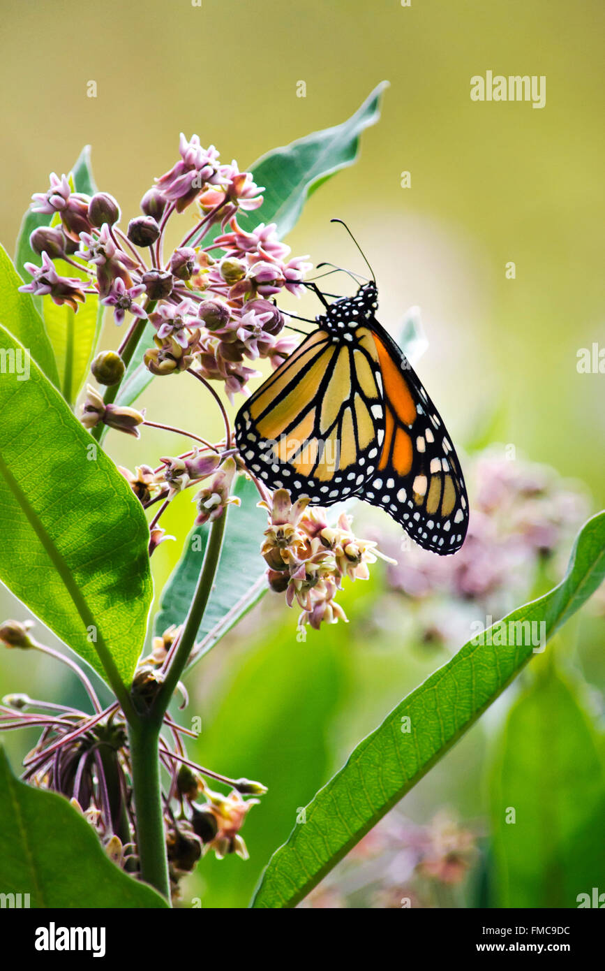 Monarch butterfly feeding on milkweed flower, side view with wings closed. Stock Photo