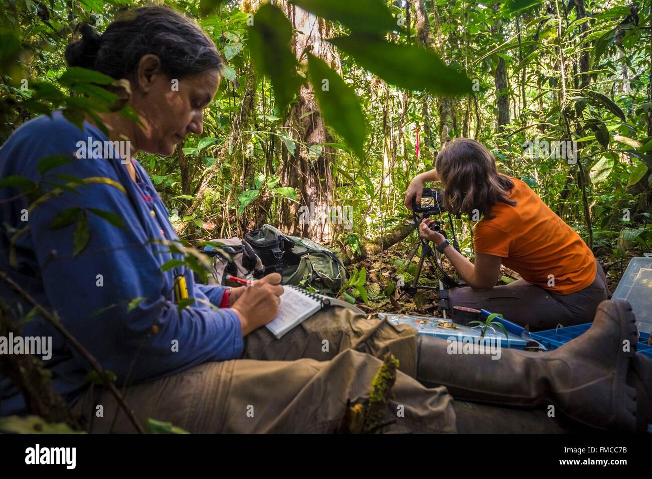France, Guyana, French Guyana Amazonian Park, heart area, Camopi, mycologist at work on Mount Itoupe (830 m), the second summit Stock Photo