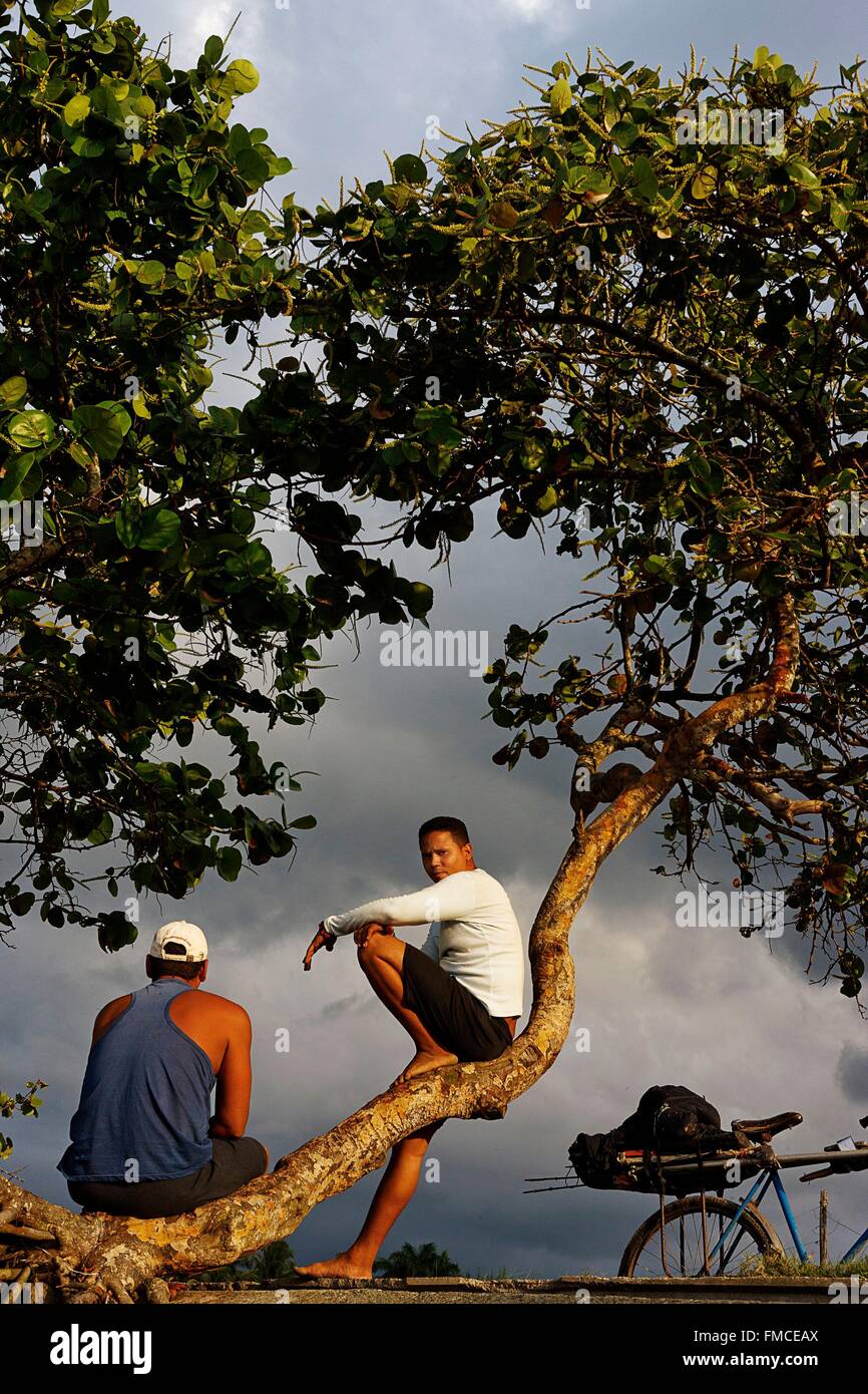 Cuba, Guantanamo, Baracoa, Idle youths sitting on the branch of a tree on stormy sky Stock Photo