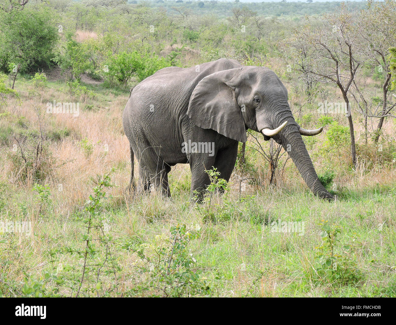 Elephant in South Afrika Stock Photo