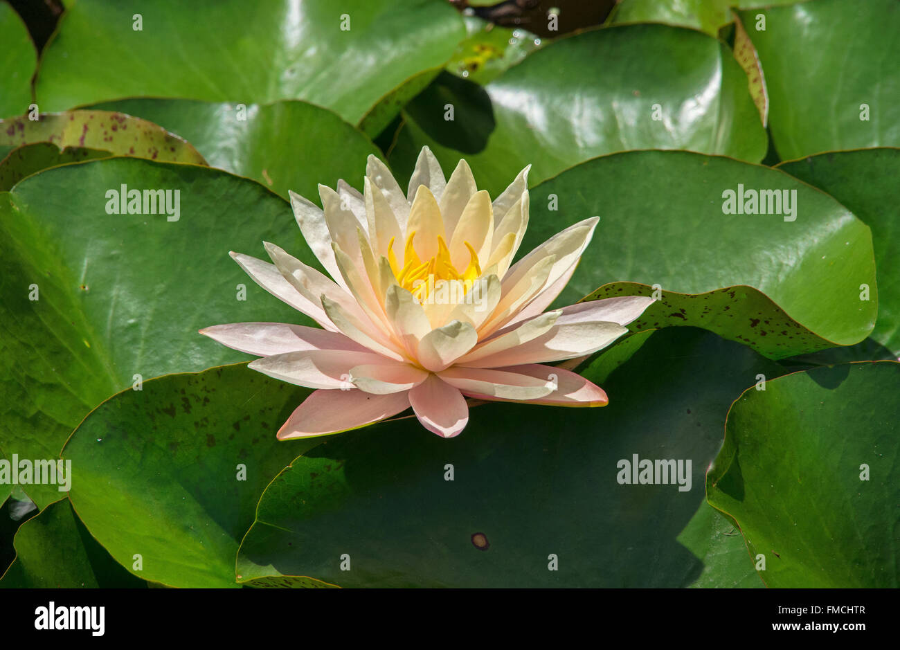 orange water lily and lily pads in a lake near Brisbane, queensland