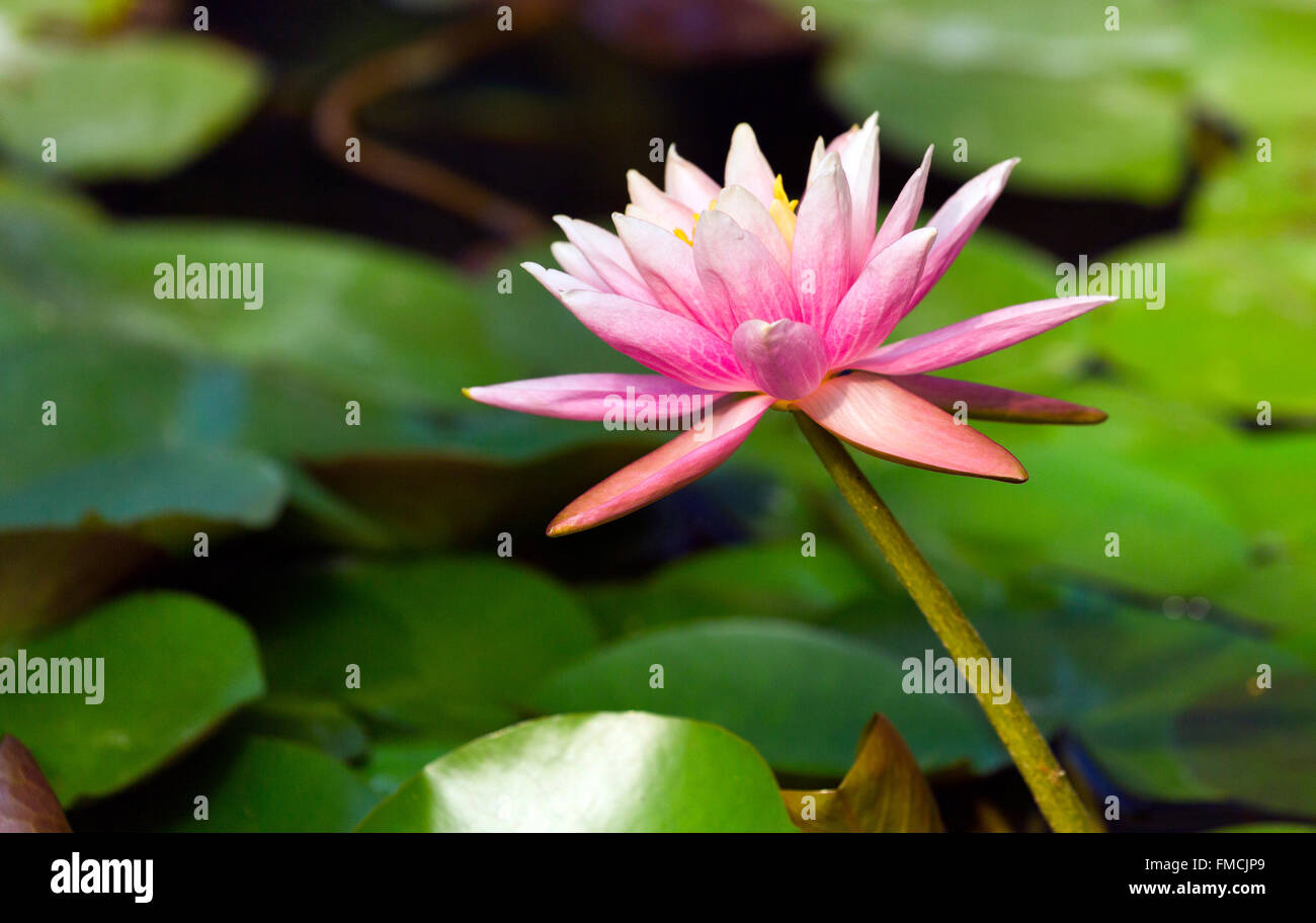 red water lily and lily pads in a lake near Brisbane, queensland
