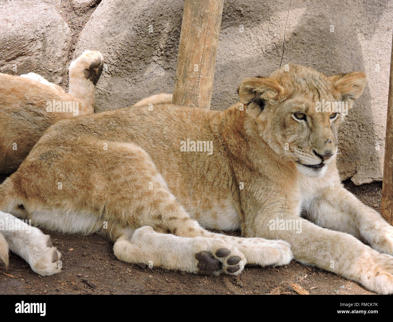 Lion in South Afrika Stock Photo
