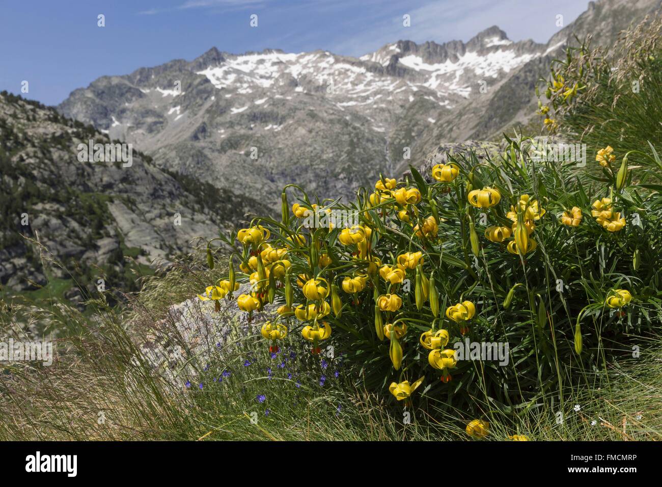 Spain, Catalonia, Val d'Aran, Arties, Aigüestortes i Estany de Sant Maurici National Park, Pyrenean Lily and Besiberri peak Stock Photo