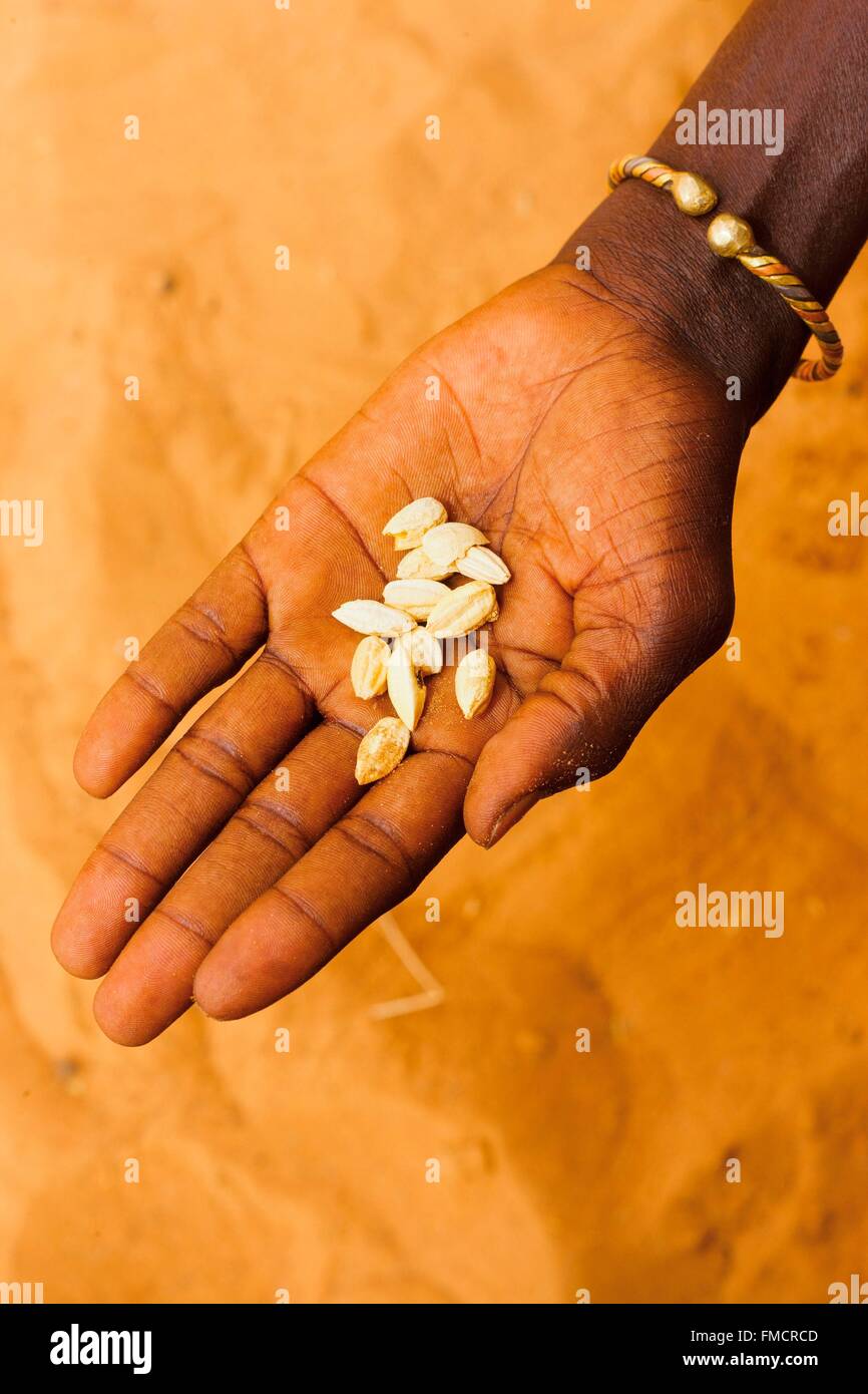 Senegal, Sahel, Ferlo region, Widou Thiengoly, Almond cake Balanites Aegyptiaca Stock Photo