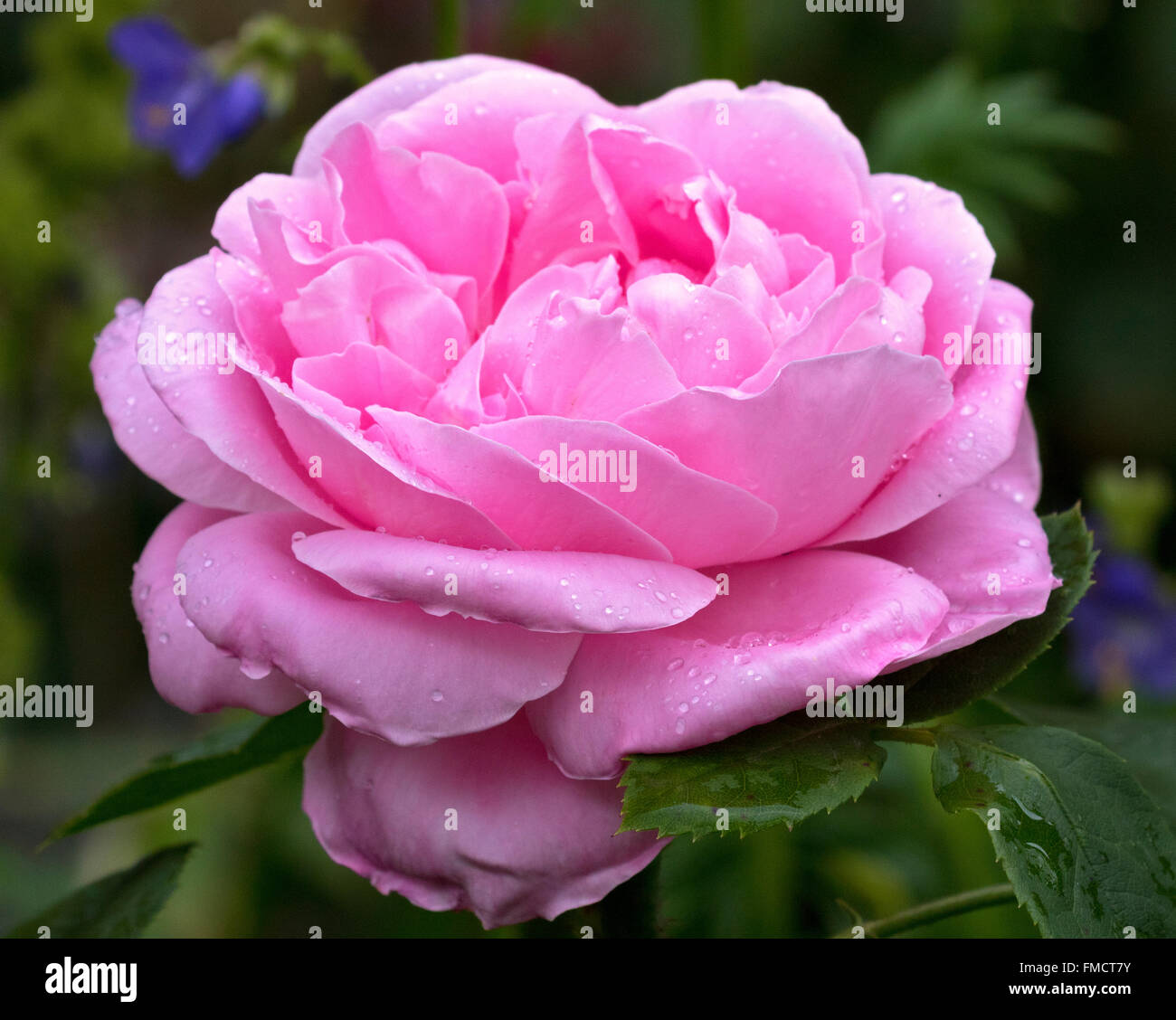 Landscaping Rose High Resolution Stock Photography and Images - Alamy