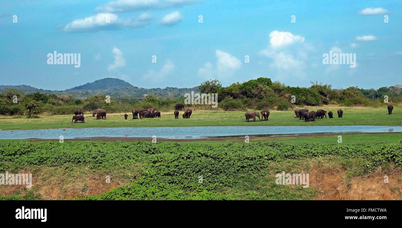 Sri Lanka, North Central Province, Minneriya National Park, elephants in the Minneriya Park during a jeep safari Stock Photo