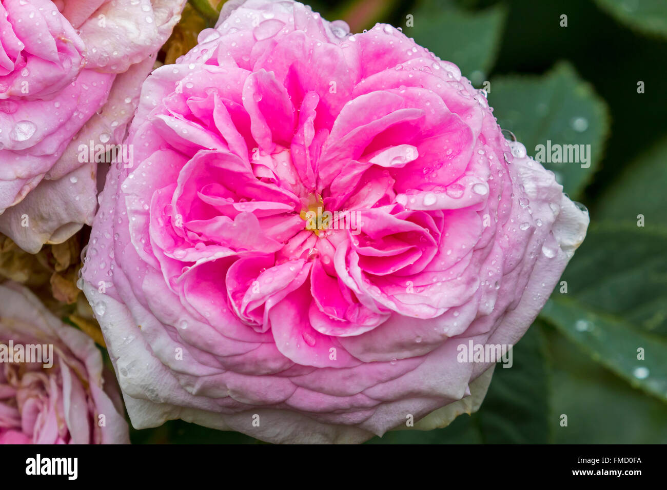 pink rose flower with raindrops in Lacock abbey gardens Stock Photo Alamy